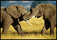 Safari
